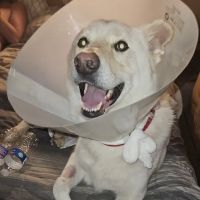 State Street Animal Hospital ico