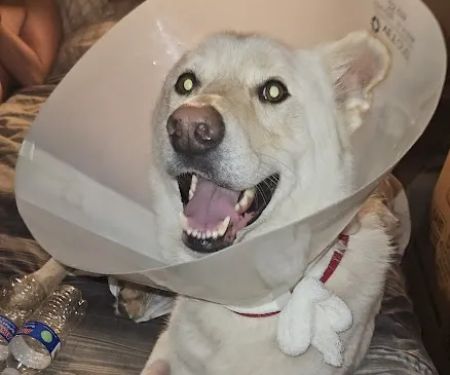 State Street Animal Hospital