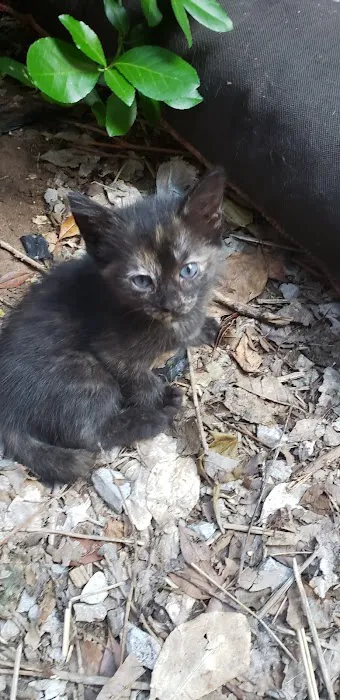 State Street Animal Hospital Picture 6