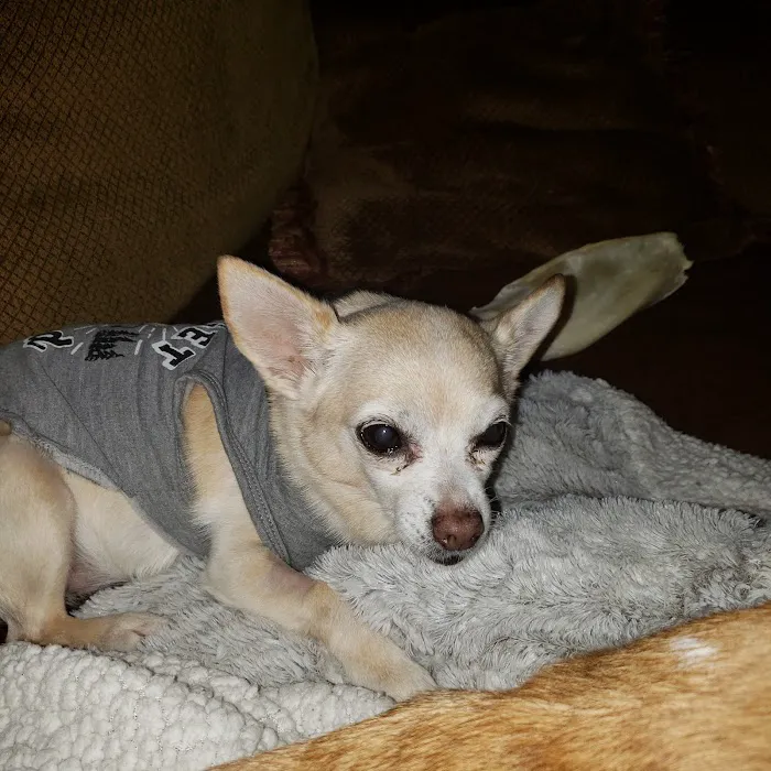 State Street Animal Hospital Picture 4