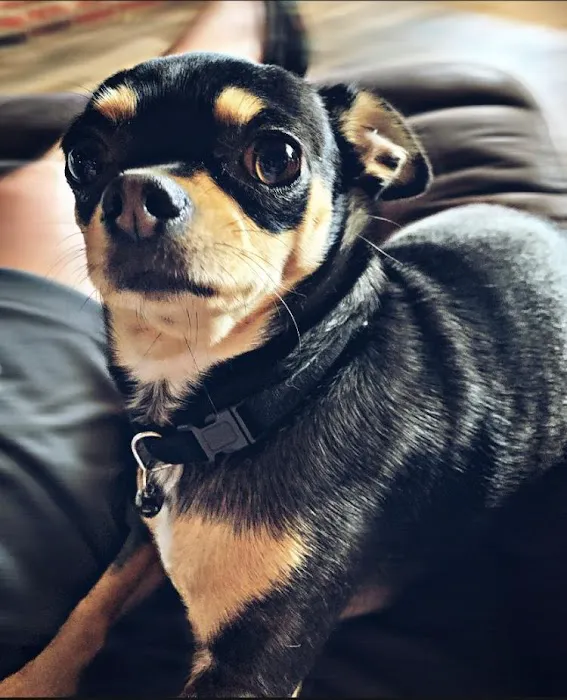 State Street Animal Hospital Picture 5