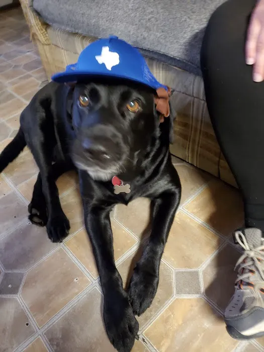 State Street Animal Hospital Picture 10