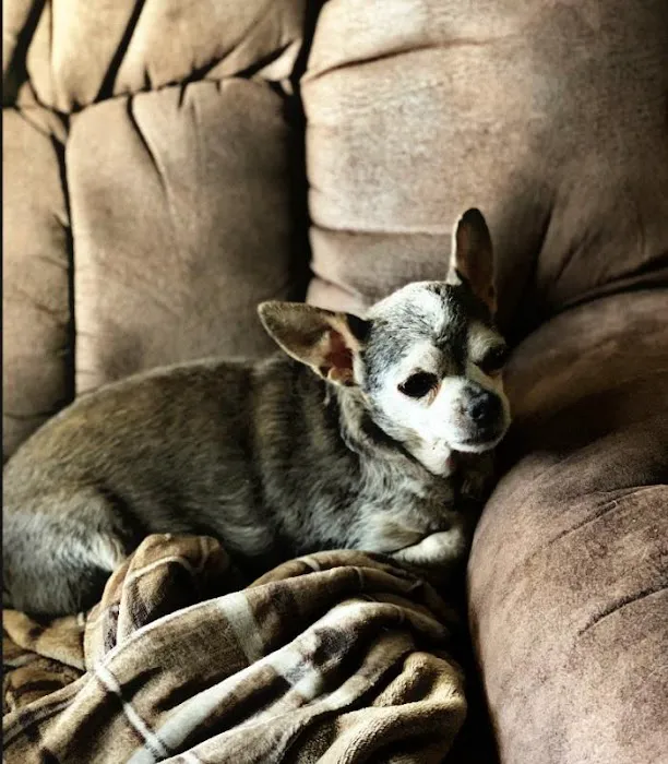 State Street Animal Hospital Picture 8