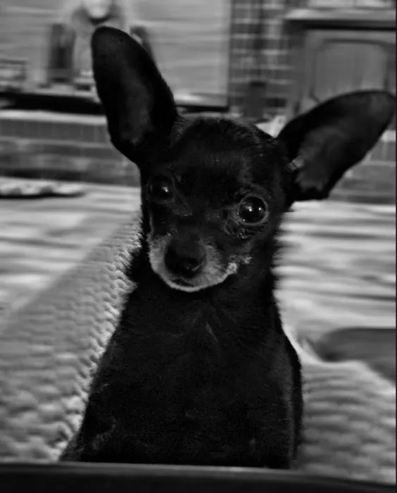 State Street Animal Hospital Picture 9