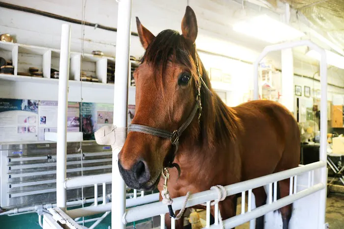 Shawnee Animal Hospital Picture 2