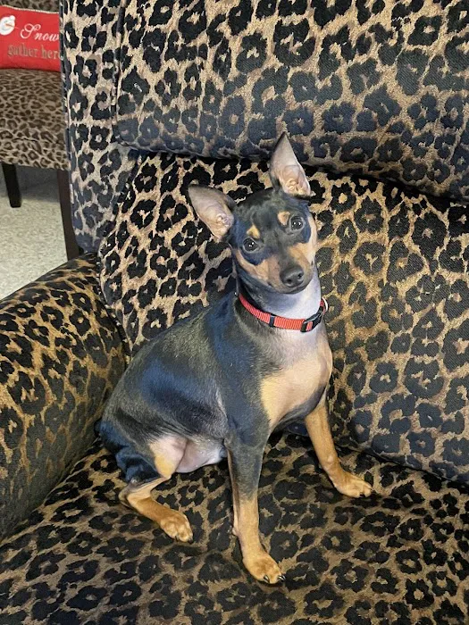 Shawnee Animal Hospital Picture 3