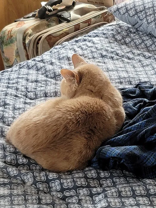 Shawnee Animal Hospital Picture 4