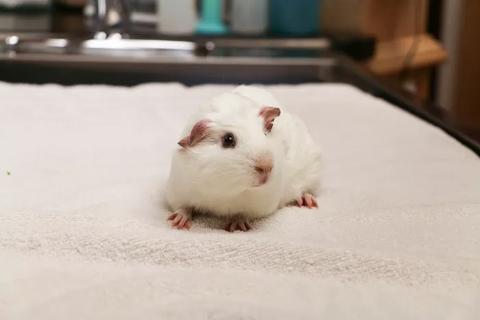 Shawnee Animal Hospital Picture 6