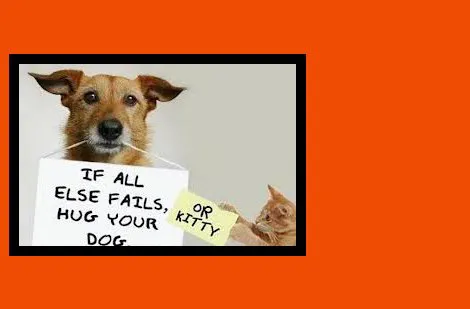 Dogwood Vet Hospital Picture 3