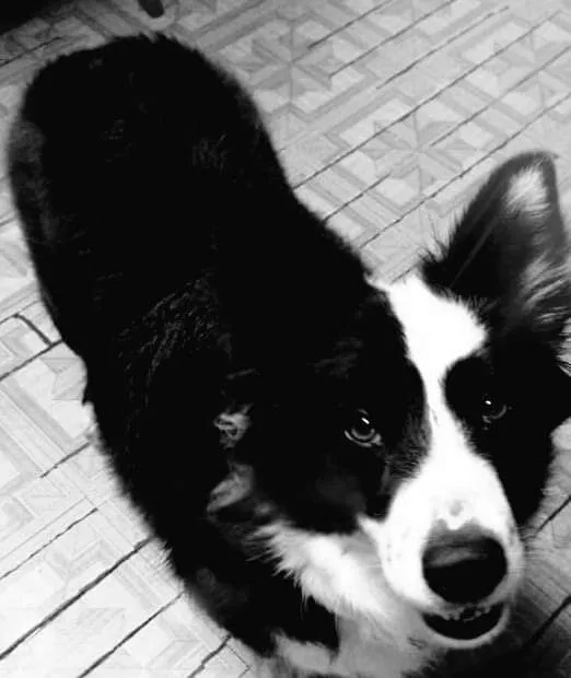 Dogwood Vet Hospital Picture 1