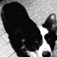 Dogwood Vet Hospital ico