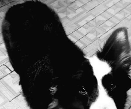 Dogwood Vet Hospital