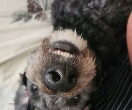 Baker Animal Clinic: Maria Di Gregorio, D.V.M.