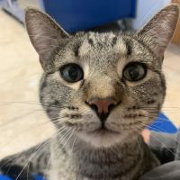 Baker Animal Clinic ico