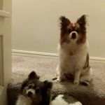 Cimarron Animal Clinic