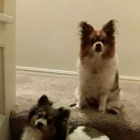 Cimarron Animal Clinic ico