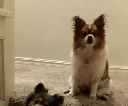 Cimarron Animal Clinic