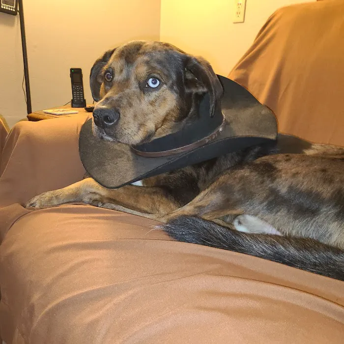 Cimarron Animal Clinic Picture 8