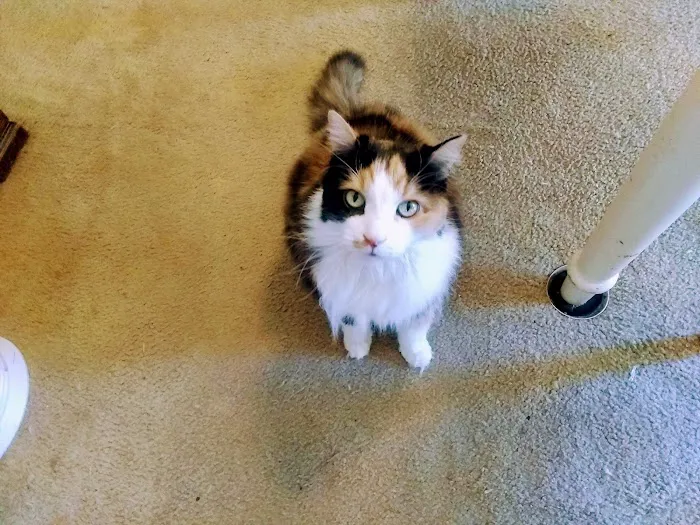 Cimarron Animal Clinic Picture 5