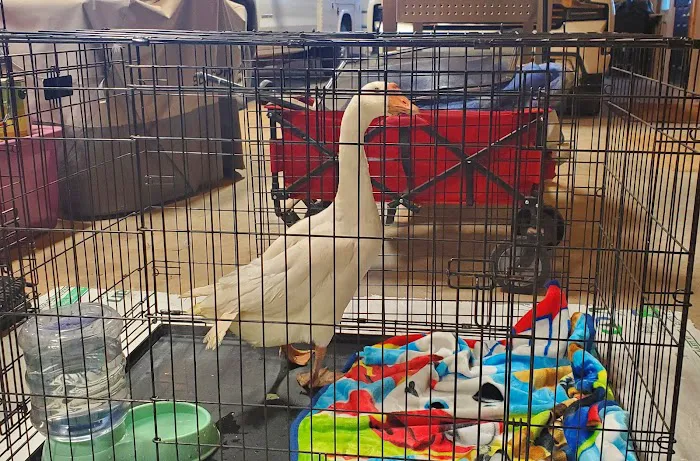 Oklahoma State University Veterinary Medical Teaching Hospital Picture 2