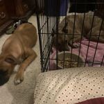 Oklahoma State University Veterinary Medical Teaching Hospital