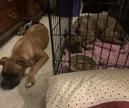 Oklahoma State University Veterinary Medical Teaching Hospital