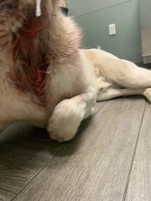 Oklahoma State University Veterinary Medical Teaching Hospital Picture 5