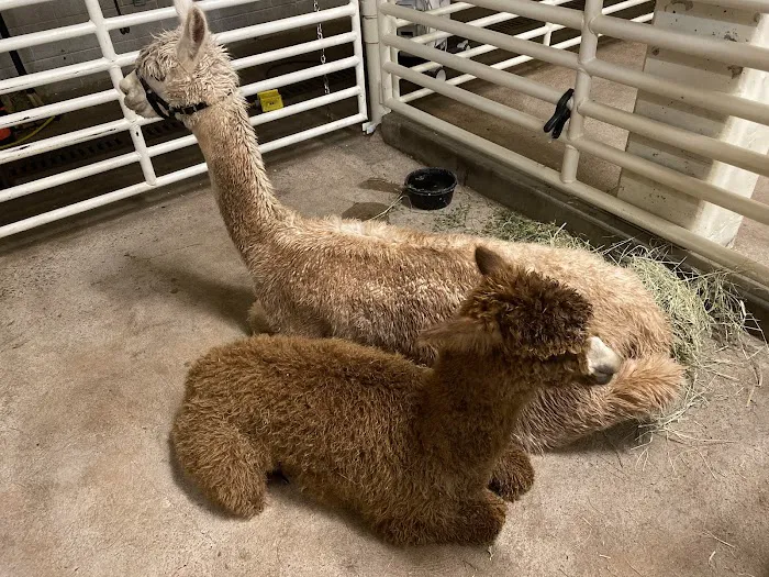 Oklahoma State University Veterinary Medical Teaching Hospital Picture 4