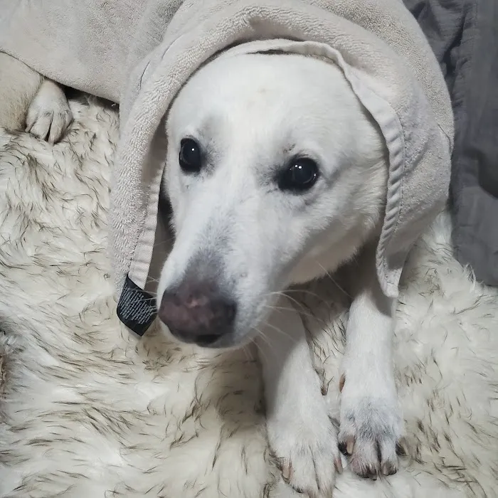 Oklahoma State University Veterinary Picture 4