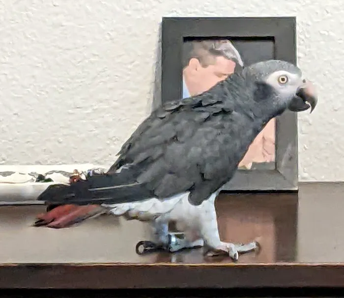 Oklahoma State University Veterinary Picture 5