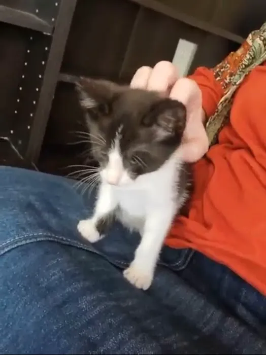 Oklahoma State University Veterinary Picture 1