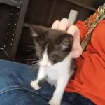 Oklahoma State University Veterinary