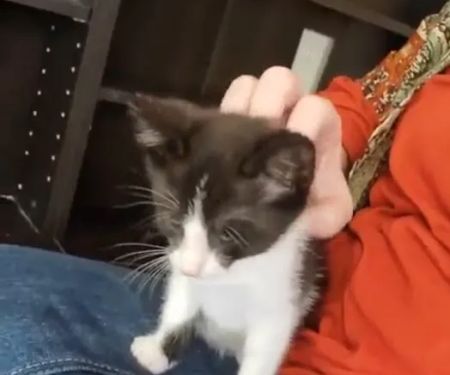 Oklahoma State University Veterinary