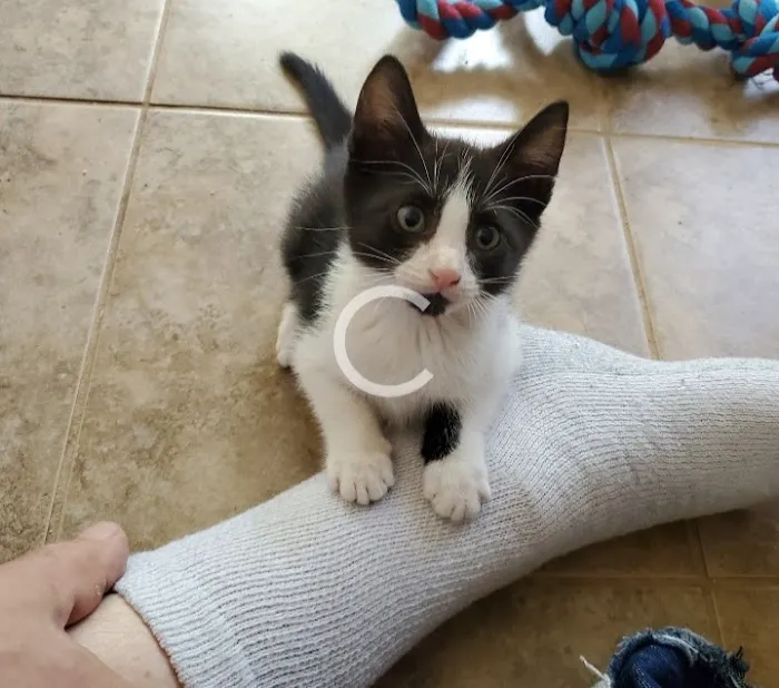 Oklahoma State University Veterinary Picture 2