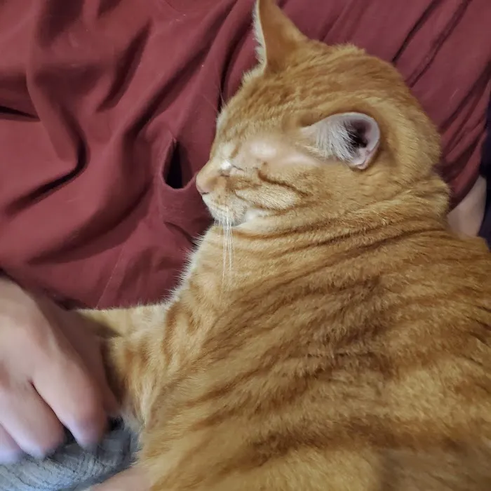 Oklahoma State University Veterinary Picture 7