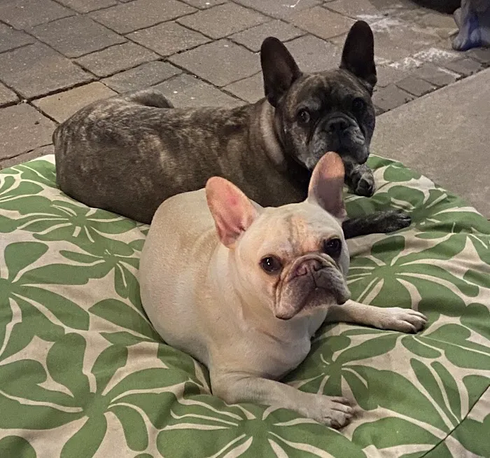 Oklahoma State University Veterinary Picture 8