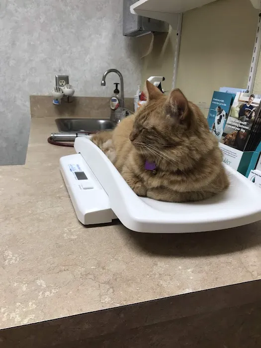 Western Veterinary Hospital Picture 4