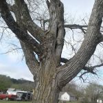 Hominy Animal Clinic