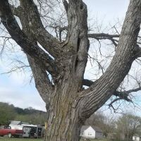 Hominy Animal Clinic ico