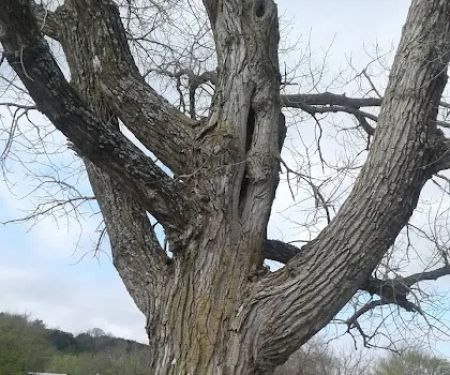 Hominy Animal Clinic