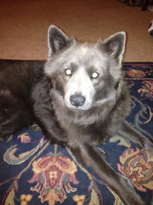 Hominy Animal Clinic Picture 2