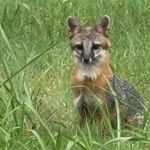 Pawnee Animal Clinic