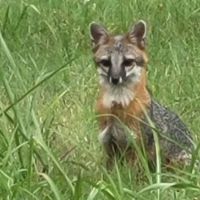 Pawnee Animal Clinic ico