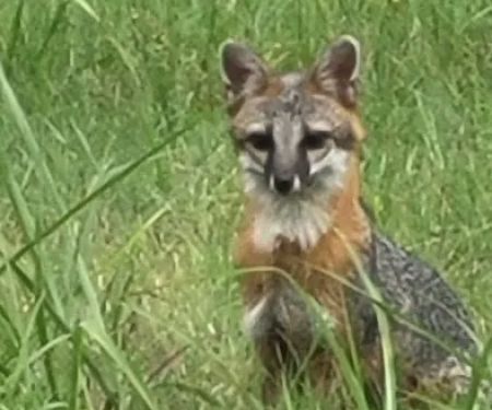 Pawnee Animal Clinic