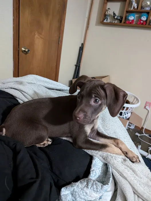 Pawnee Animal Clinic Picture 2