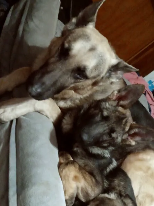 Pawnee Animal Clinic Picture 3