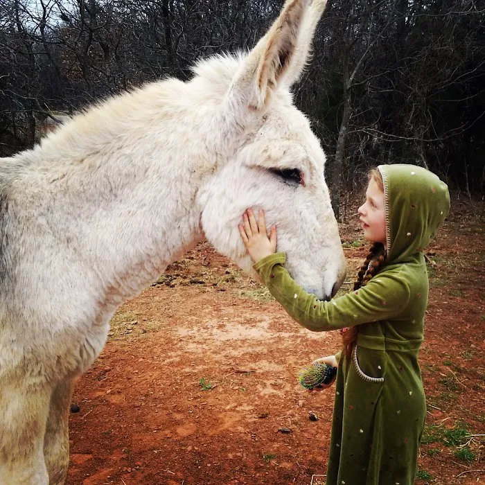 Crosby Vet Services Picture 3