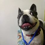 McLoud Animal Hospital