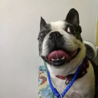 McLoud Animal Hospital ico