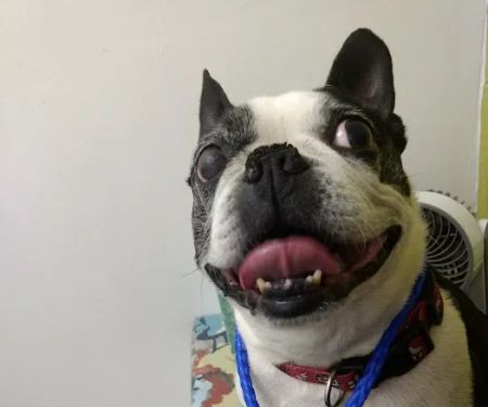 McLoud Animal Hospital